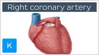 Right Coronary Artery Function  Human Anatomy  Kenhub [upl. by Bergman602]