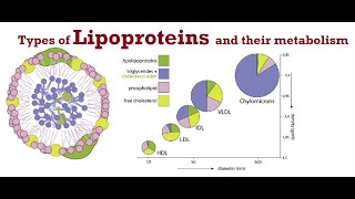 Lipoproteins Lecture 1 Types of Lipoproteins and their metabolism [upl. by Anwaf]