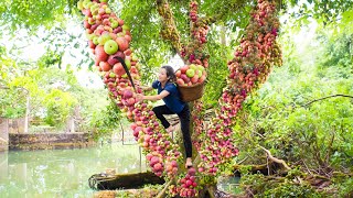 Harvesting Figs cling thickly to the tree trunk Make fig salad salt figs and cook figs with fish [upl. by Tohcnarf]