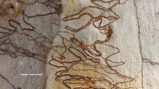 Ep 7 Who put the scribbles on the Scribbly Gum [upl. by Yerak]