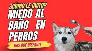 ¿Tu perro tiene miedo al baño Descubre cómo superarlo [upl. by Brag732]