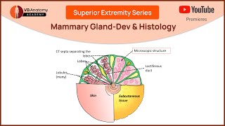 Unlocking the Secrets of the Mammary Gland Dev amp Histology Explained [upl. by Luzader]