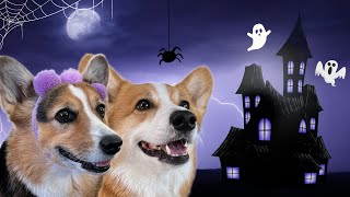 Best Talking Dog Videos Halloween Edition [upl. by Pennie]