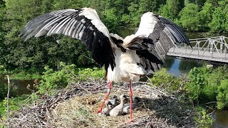 The white stork has a large wingspan [upl. by Ybloc]