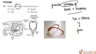 Presence of furcula is a characteristic feature of [upl. by Otrebmal]