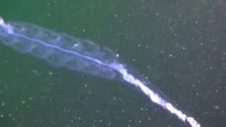 20170113 Siphonophore Nanomia bijuga [upl. by Ellehsim]