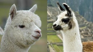 Llama Sounds  Alpaca Noises [upl. by Michell]