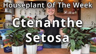 Ctenanthe Setosa  Houseplant of the Week [upl. by Karena]