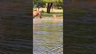 camel animals travelcamel wildlife camelcamelcamel camells 100 youtube safaritour africa [upl. by D'Arcy]