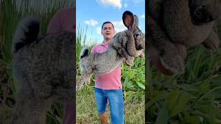 O Incrível Coelho Gigante de Flandres 😲 pets rabbit shorts [upl. by Kristyn]