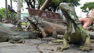 Iguana Park  Guayaquil Ecuador [upl. by Okiman729]