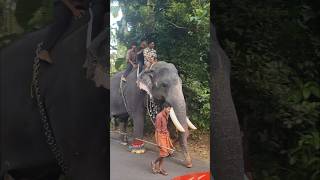 Chembukkavu vijaykannan 🐘💥💥 keralaelephant [upl. by Neyr]