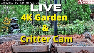 LIVE 4K Garden and Critter Cam in Alabama over 60 Species at Feeder Station [upl. by Acilgna228]