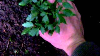 How to grow Astilbe  Gardening 101 by Dr Greenthumb [upl. by Ebbie]