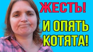 ЖЕСТЬ И ОПЯТЬ КОТЯТА VREDINA LIFE ОБЗОР [upl. by Afirahs]