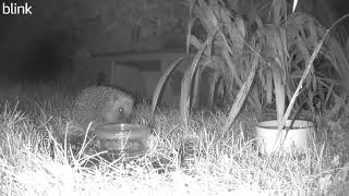 young hoglet visit 29 October 2024 [upl. by Medeah]