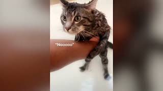 Gatti divertenti Il meglio dei video di gatti divertenti 😹 Prova a non ridere [upl. by Imik]