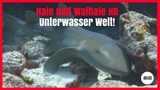 Haie und Walhaie HD Unterwasser Welt [upl. by Naujuj625]