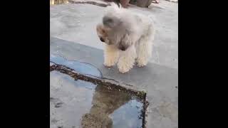 Mirror mirror in the puddle Who’s the cutest of them all Watch my dog trying to figure out his r [upl. by Nylaf]