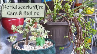 Portulacaria Afra Care and Propagation  Elephant Bush Care [upl. by Siffre]