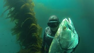 WSB  Spearfishing White Sea Bass [upl. by Normac]