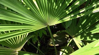 Trachycarpus nanus the smallest Trachycarpus Growth Rate [upl. by Nutter715]