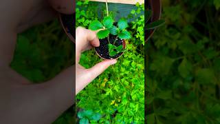 Growing strawberries from runners plants garden strawberry gardening planting diy november [upl. by Ltsyrk43]