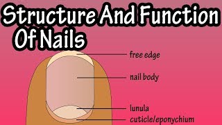 Structure Of Nails  Function Of Nails  Anatomy Of Nails  Why Do We Have Nails [upl. by Eniahpets64]