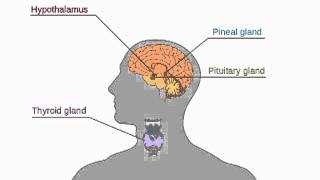 The human endocrine system [upl. by Au]