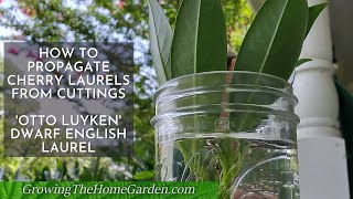 How to Propagate Otto Luyken CherryEnglish Laurel from Cuttings [upl. by Aloeda]