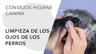 LA LIMPIEZA DE LOS OJOS DE LOS PERROS [upl. by Ahsaeym]