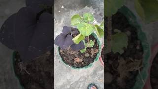 how to create a terrace beautiful blooming flowers natureyoutubeshorts shorts shortsfeed [upl. by Aneled]