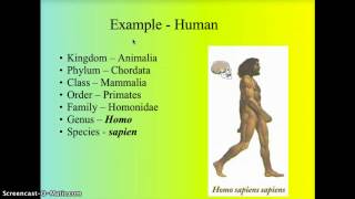 Taxonomy  Classification [upl. by Deedee]