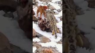 Doggo vs snow leopard 😁 [upl. by Starlin440]