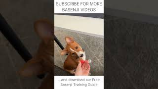 Basenji Says quotNOquot 🐕 Basenji Dog Training 🐕 How to train your Basenji Puppies Free Guide [upl. by Rollins398]