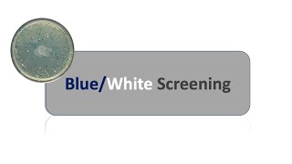 Blue white screening and LAC Operon [upl. by Ymrej]