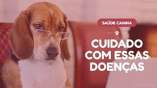 4 doenças que os cães podem transmitir para os humanos [upl. by Sugna]