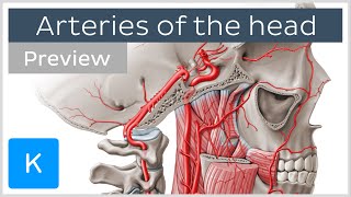 Arteries of the head internal and external carotid arteries preview  Human Anatomy  Kenhub [upl. by Gillette]