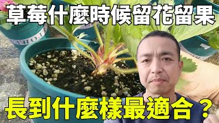 新手必看！草莓什么时候开花结果？长成什么样适合留花留果？茎和叶片达到什么样才行？Strawberry in potsイチゴの鉢植え【手艺人飞羽】草莓园艺种植 [upl. by Yasu]