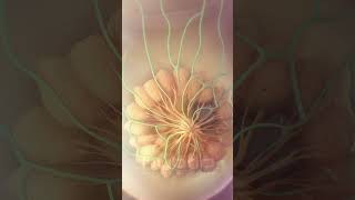 Breast cancer metastasis animation  medicalanimation breastcancer cancer oncology [upl. by Oidiple]