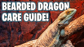 Bearded Dragon Care  Beginners Guide [upl. by Huan]