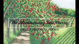 The Montmorency Tart Cherry [upl. by Macleod]