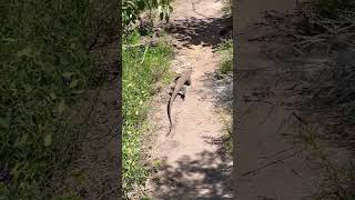 Rare Goanna Spotted Swimming in Australia [upl. by Atsirtal]