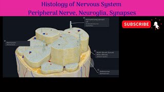 Histology of Peripheral nerve Structure Neuroglia  Types amp Functions Synapses Types amp Structure [upl. by Jaco]