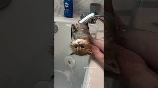 How To Bath A Persian Kitten 🛀 [upl. by Katherine]