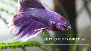 3 Le poisson combattant [upl. by Nailil]