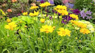 Coreopsis Early Sunrise Tickseed  Multiple Award Winning Easy to Grow NATIVE Perennial [upl. by Nonez]