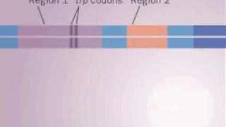 operon Trp [upl. by Grimona]