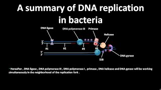 DNA replication in bacteria [upl. by Ayiram]