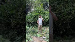 3 years old mango 🥭 Tree treechallenge planttrees plantatree 🌳 planted by Trees plants info [upl. by Gaiser]